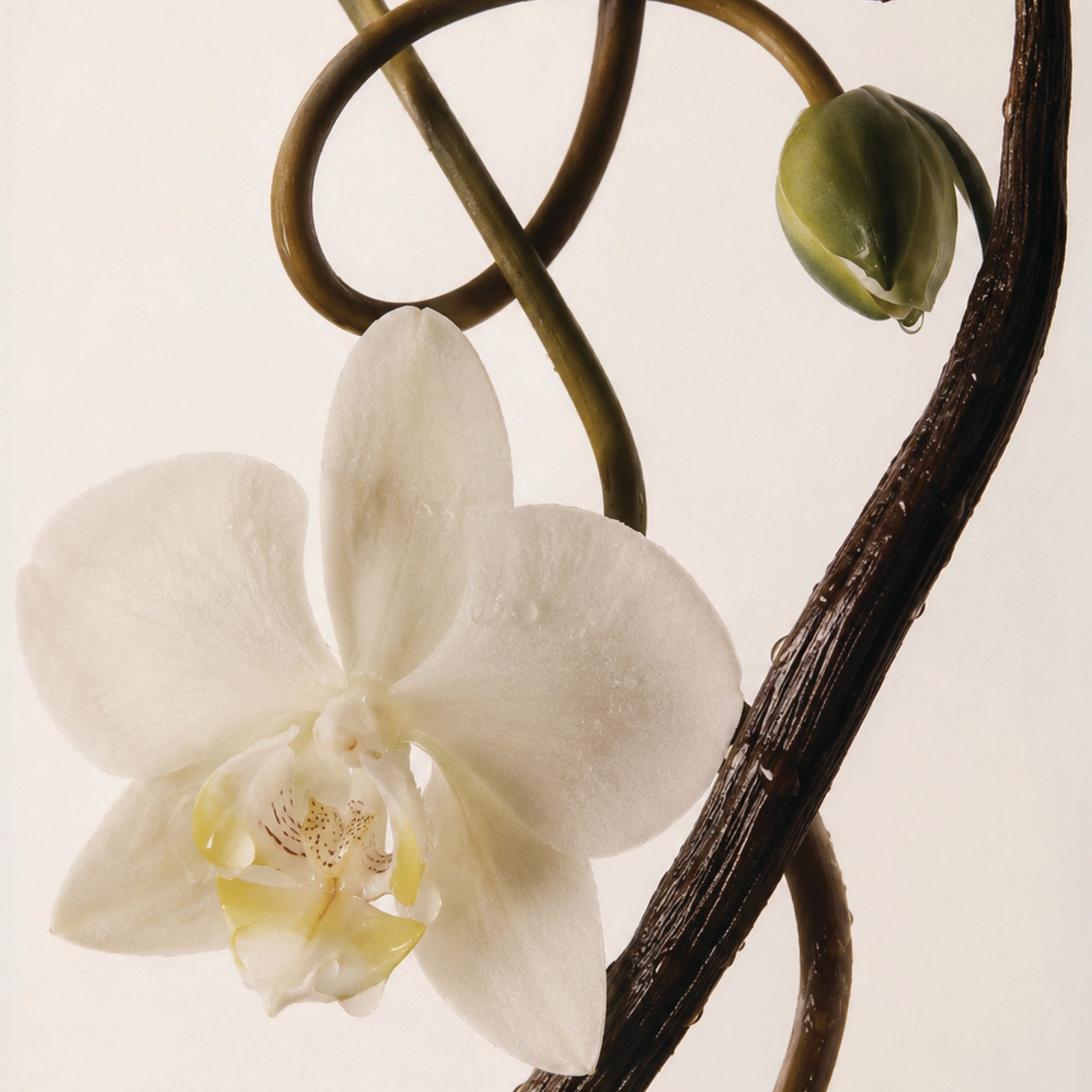 Vanilla Vanilla Extrait de Parfum